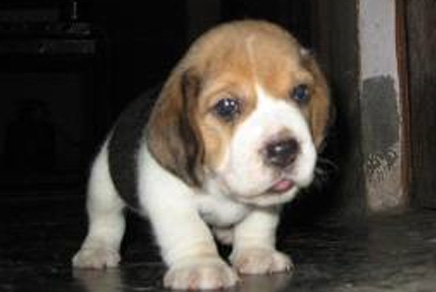 beagles for sale. Beagles are an all around