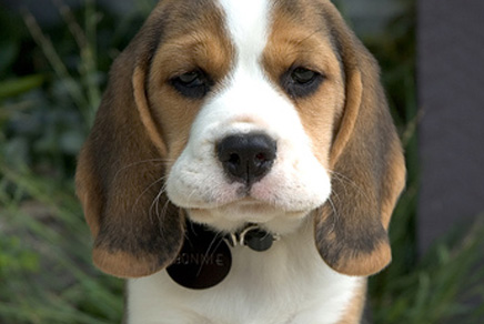 puppies for sale in manhattan