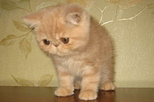 short hair persian cat for sale
