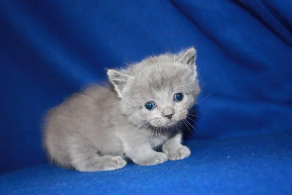 himalayan munchkin cat for sale