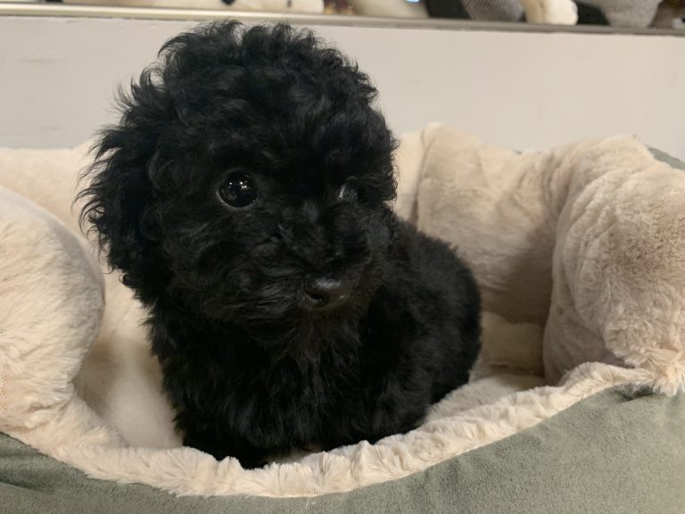 Poodles For Sale In Manhattan 