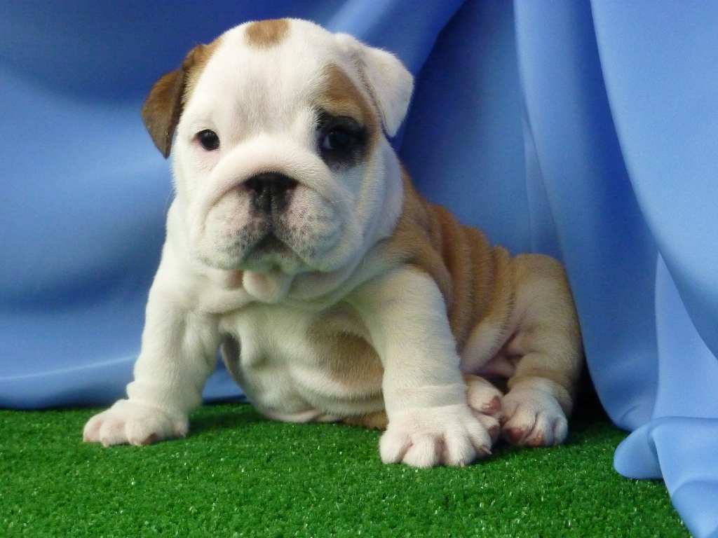Available Mini Bulldog | Mini Bulldog Puppies For SaleManhattan Puppies ...