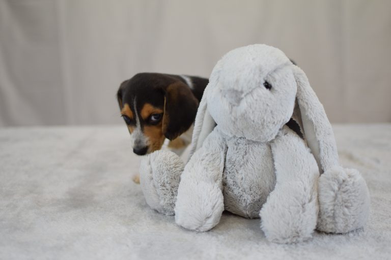 Beagle Puppies | Manhattan Puppies & Kittens