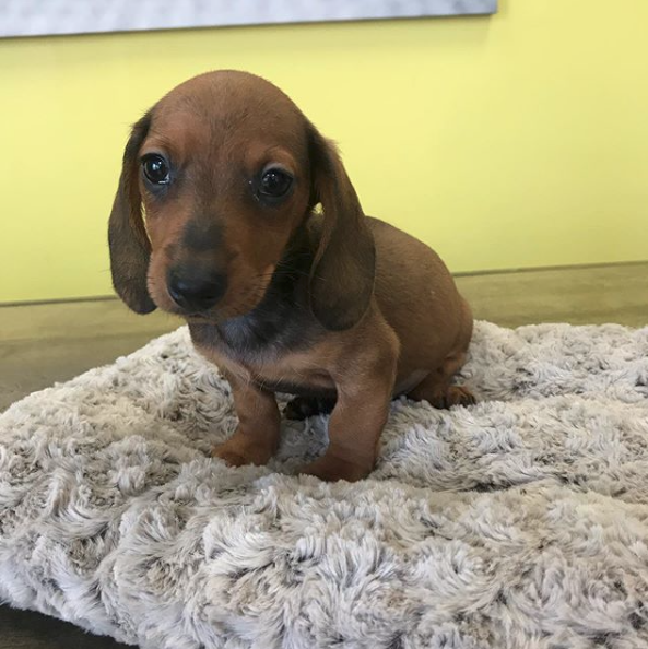 Mini Dachshunds For Sale in Manhattan | Manhattan Puppies & Kittens