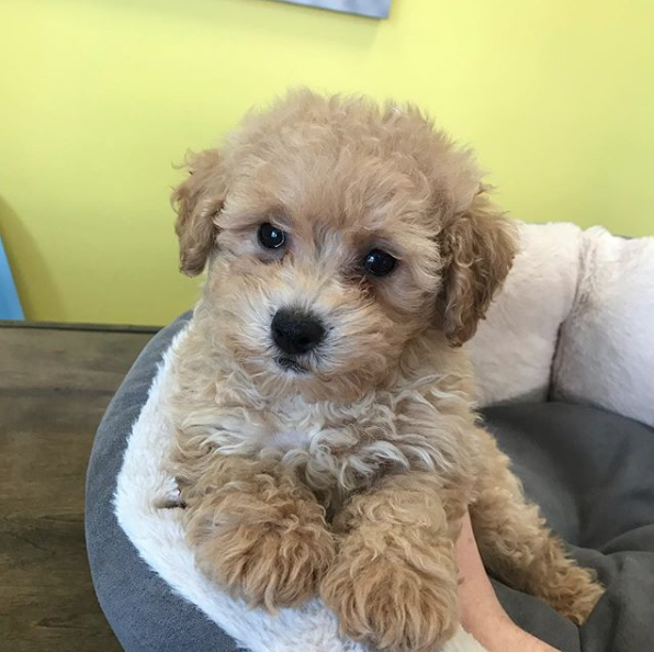 Poodles For Sale in Manhattan | Manhattan Puppies & Kittens