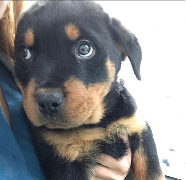 Rottweiler Puppies Manhattan Puppies Kittens