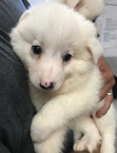 Samoyed Puppies | Manhattan Puppies & Kittens