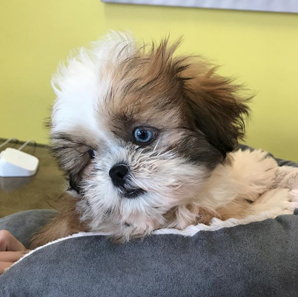 Shih-tzu For Sale in Manhattan | Manhattan Puppies & Kittens