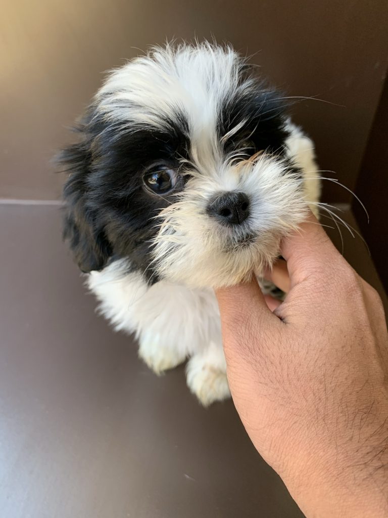 Shih-tzu For Sale in Manhattan | Manhattan Puppies & Kittens