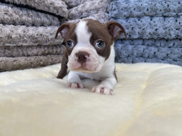 Boston Terriers For Sale | What To Know Before You BuyManhattan Puppies ...