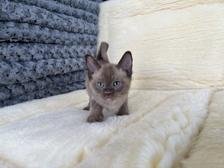 Loving Burmese Kittens for Sale at MeoWoff Kittens & Puppies in