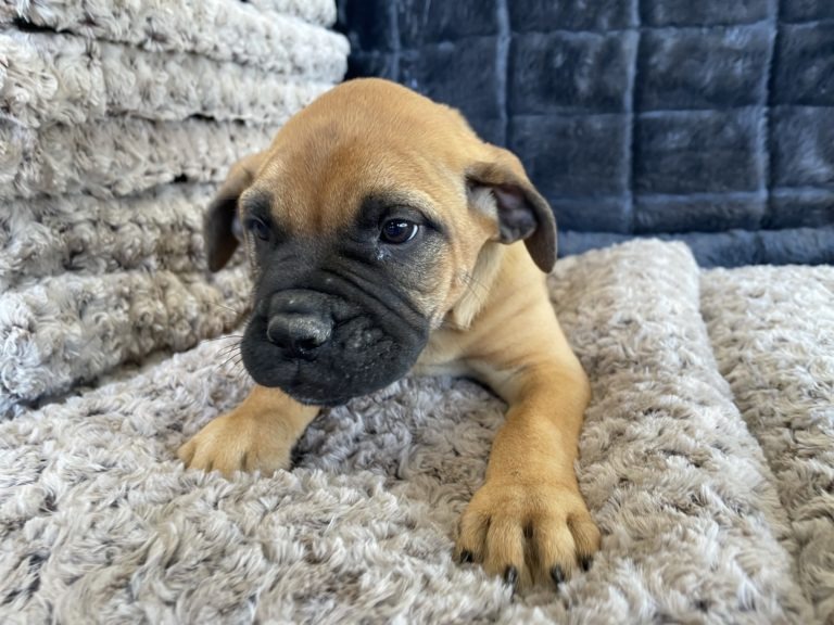 Bullmastiff Puppies For Sale