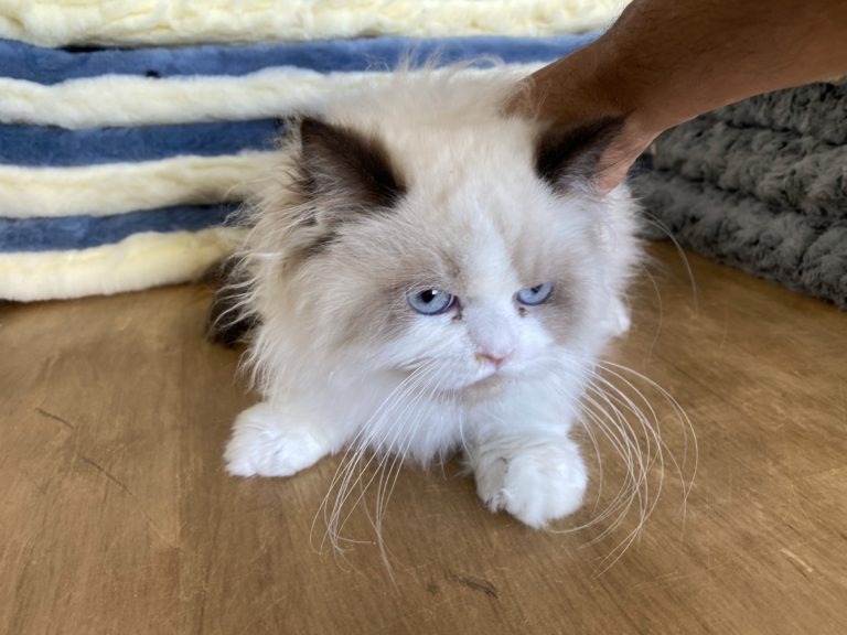 Himalayan Cats For Sale