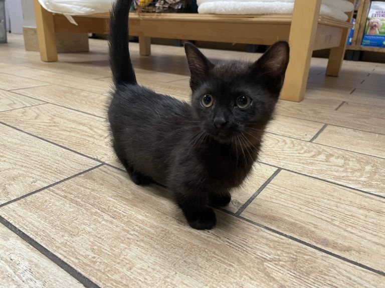 Munchkin Kittens For Sale