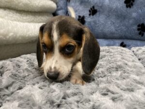 Beagle Puppies For Sale 