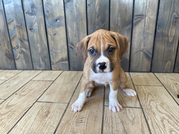 Boxer Puppy