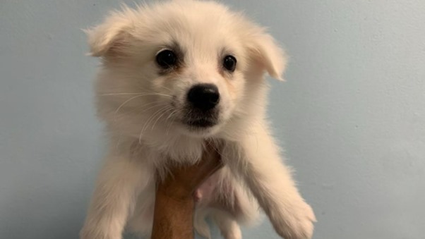 American Eskimo Puppy for Sale