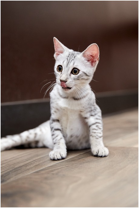 Egyptian Mau Cats For Sale