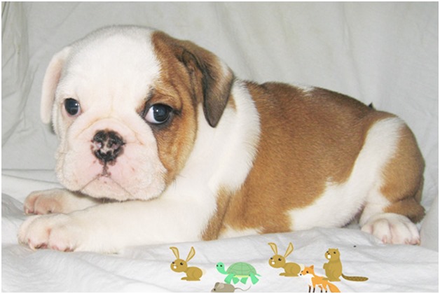 Mini Bulldogs For Sale