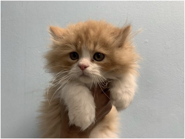 Persian Kittens For Sale