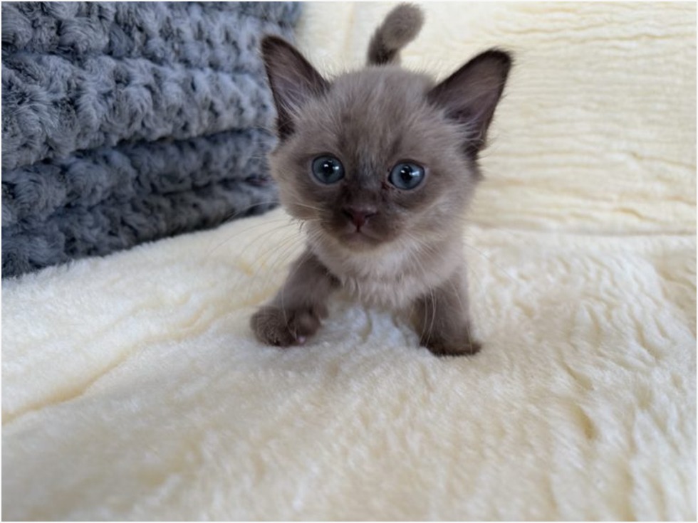 Burmese Kittens For Sale