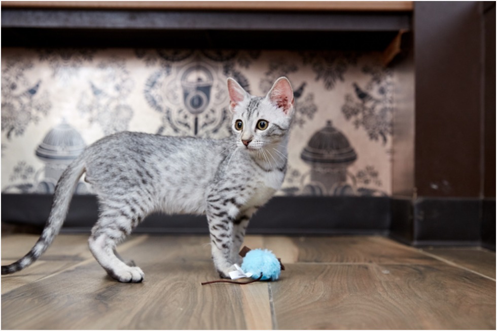 Egyptian Mau Kitten For Sale