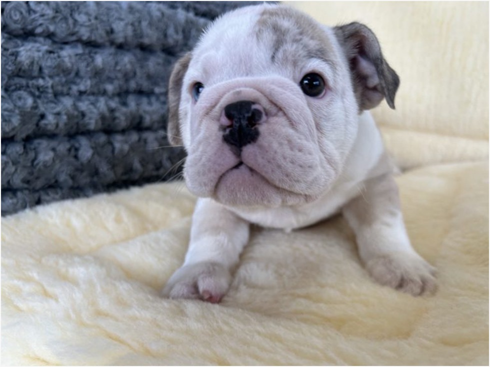 English Bulldog Puppies For Sale In New York