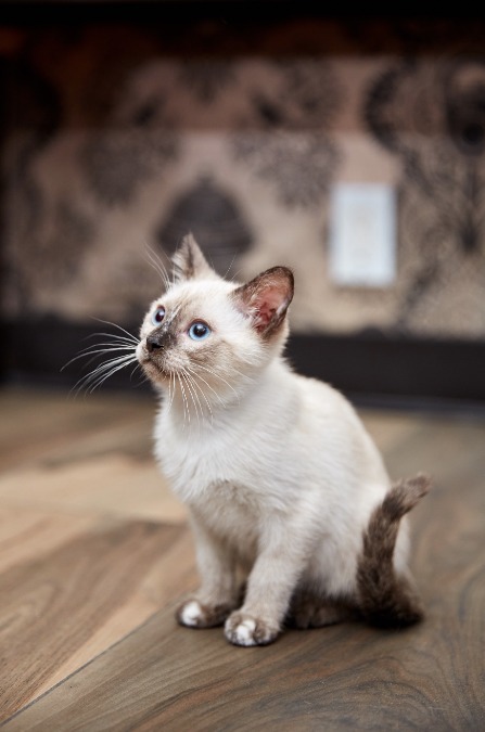 Siamese Kittens Upstate New York