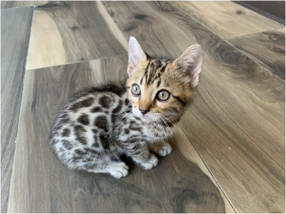 Black Bengal Kittens For Sale