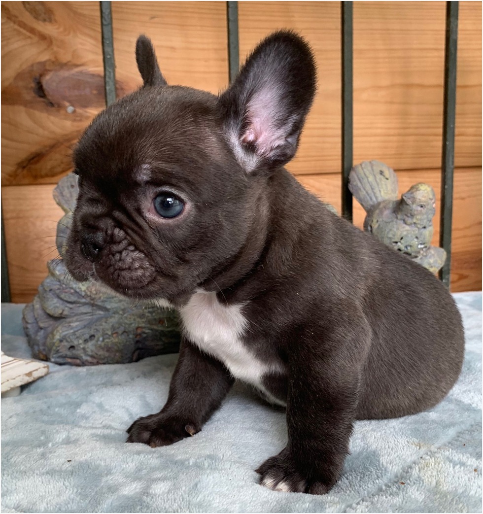 Chocolate French Bulldog