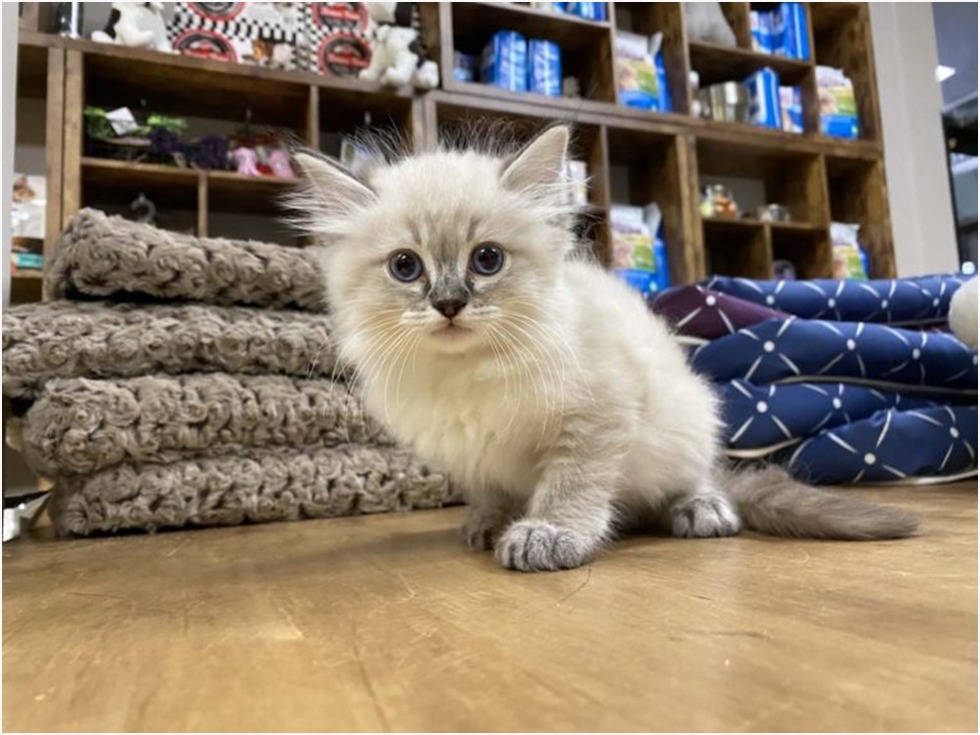 Ragdoll Persian Kittens Buffalo NY