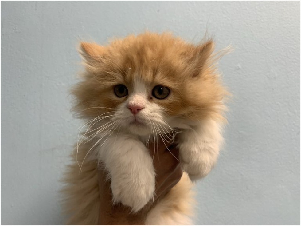 Teacup Persian Kittens